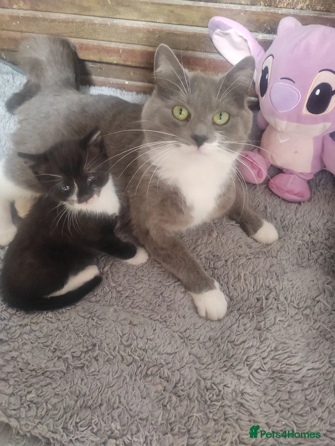 Mixed Breed cats for sale: Male kitten for sale  - Advert 2
