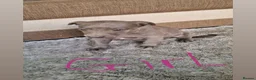 Whippet dogs for sale: Whippet pups in Wisbech - Advert 3