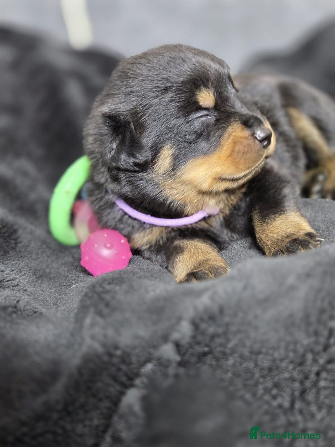 Rottweiler dogs for sale: Stunning Rottweiler pups - Advert 10
