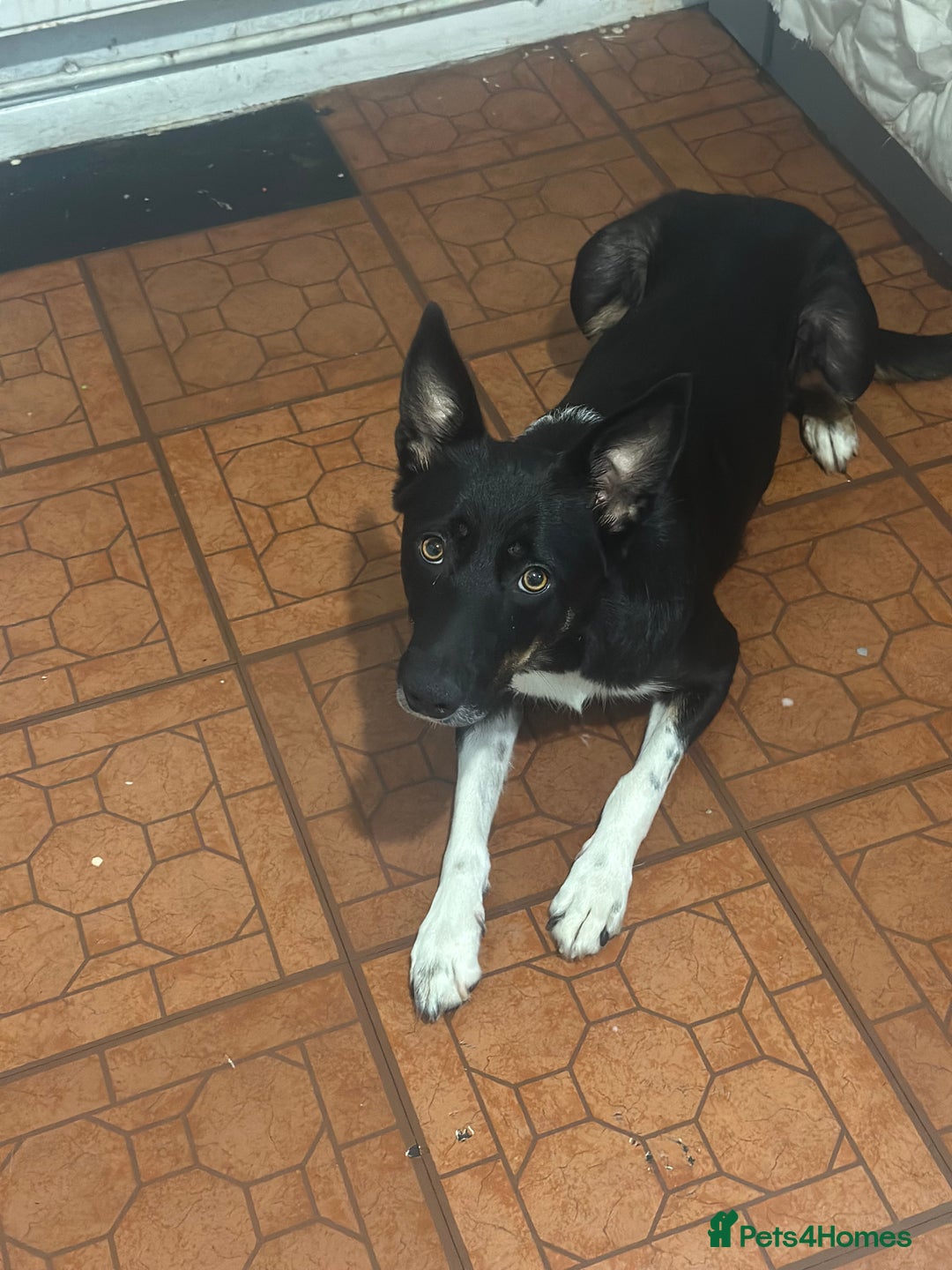 Mixed Breed dogs for sale: Puppies  - Image 1