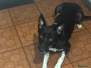 Mixed Breed dogs - Advert 27