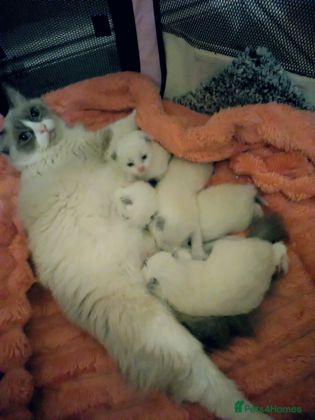 Ragdoll cats for sale: 5 beautiful kittens pure Ragdoll  - Advert 6