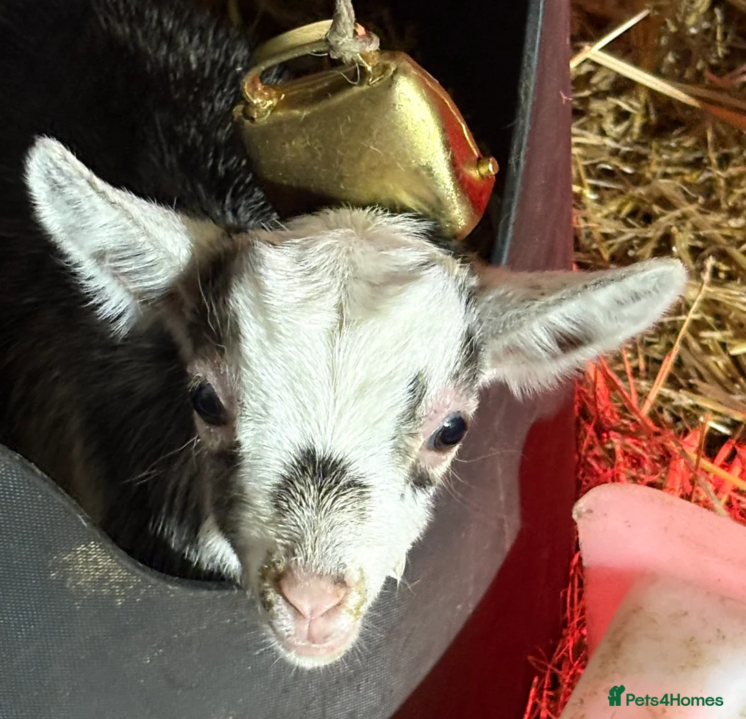 Goats livestock for sale: Very Friendly Pygmy Goat Wethers - Advert 2
