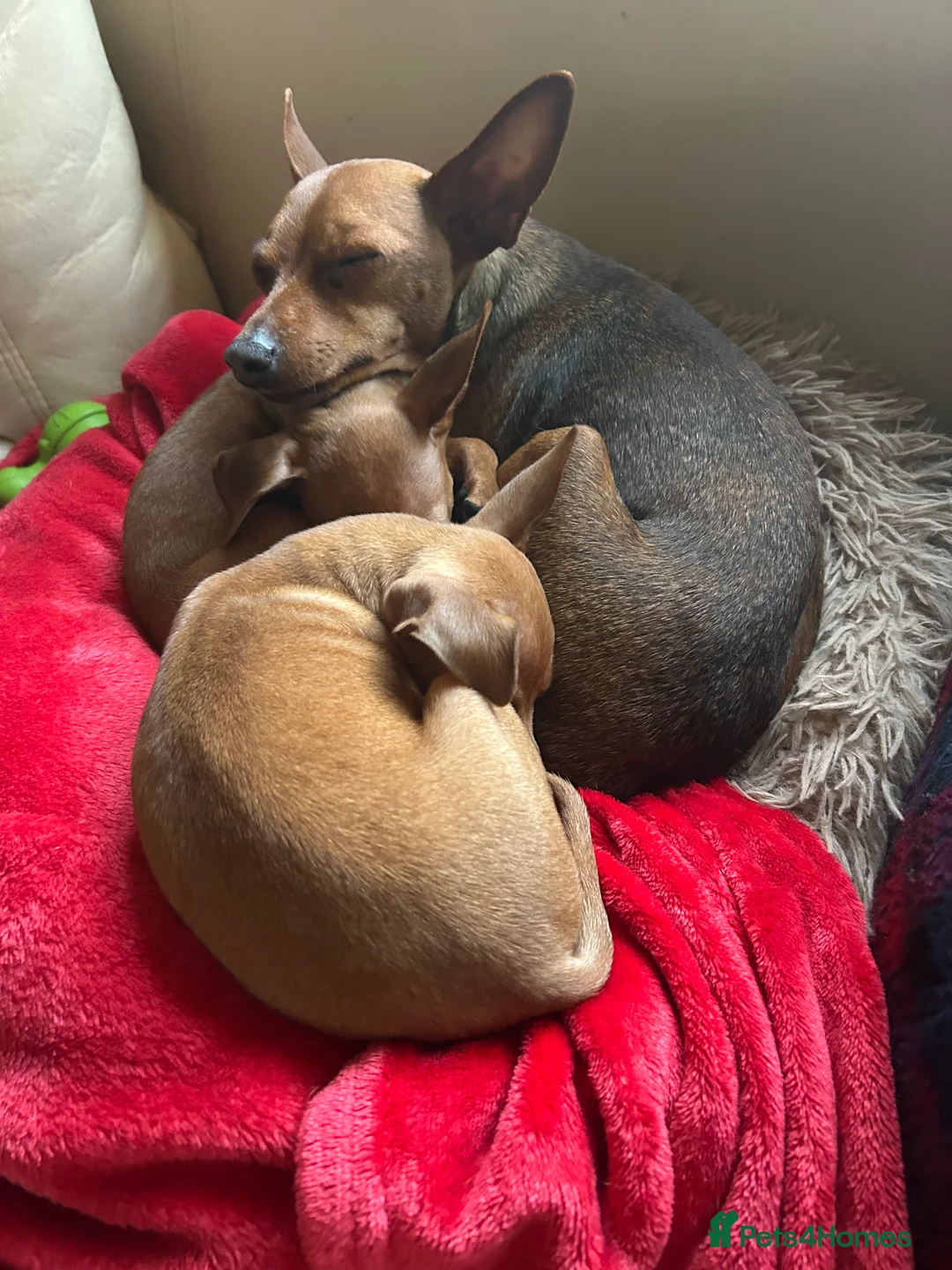 Miniature Pinscher dogs for sale: Stunning KC Miniature Pinscher puppies - Advert 17