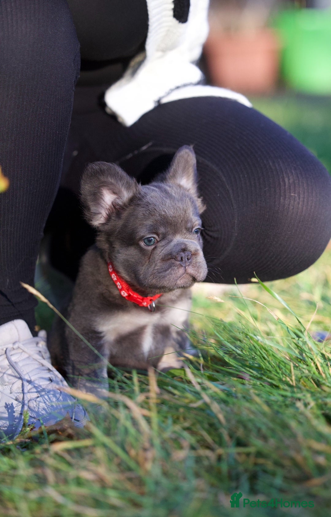 French Bulldog dogs for sale: Fluffy French bulldogs pending pink & testable  - Image 4