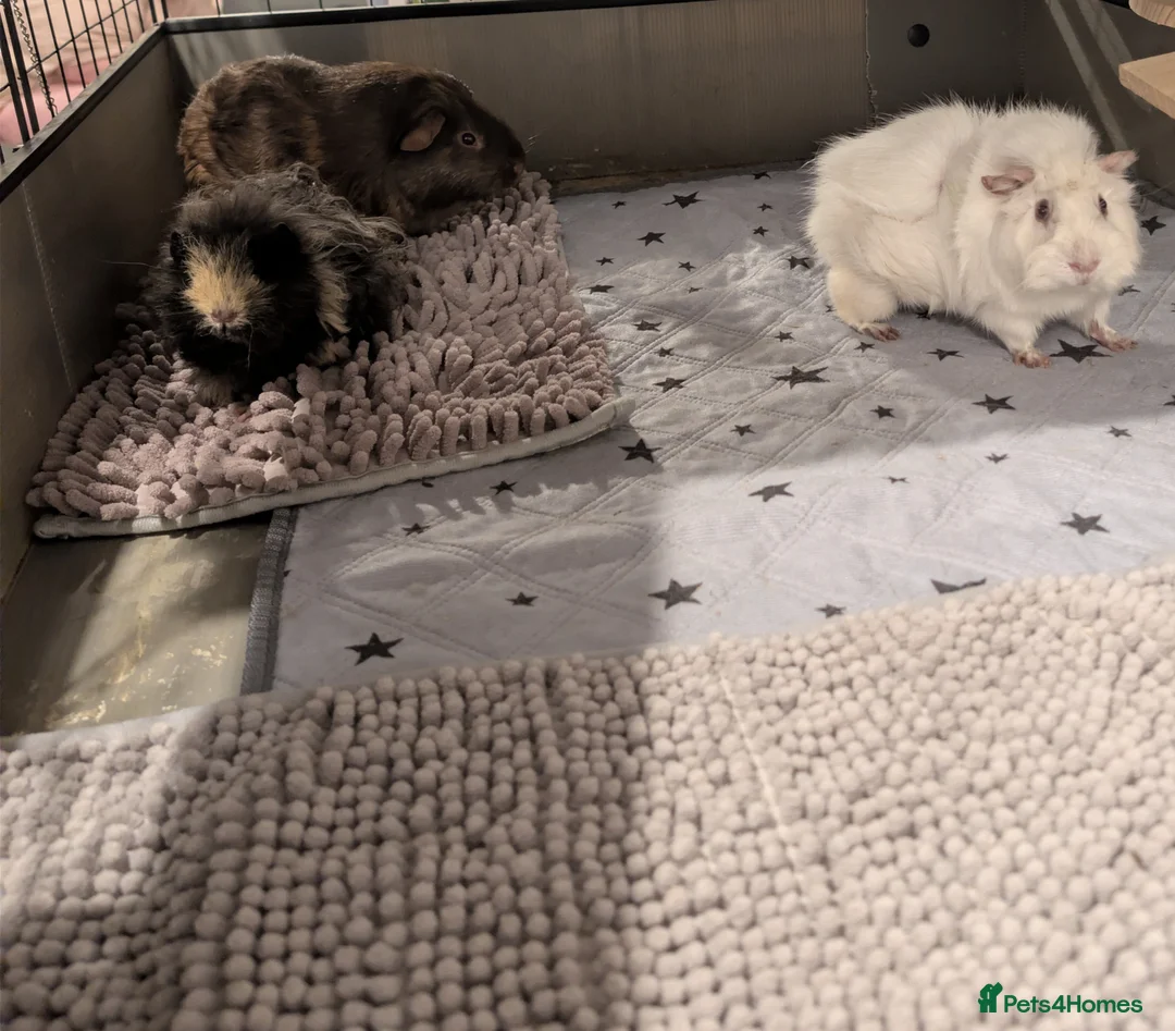 Guinea Pig rodents for sale: Family of 3 Male Guinea Pigs - Advert 5