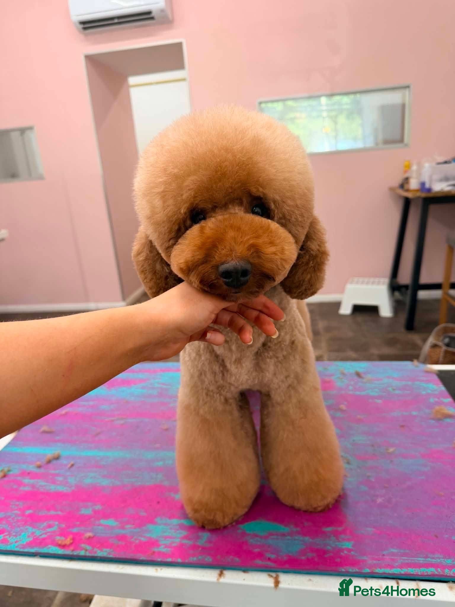 Miniature Poodle dogs Dark Red Miniature Poodle Stud Package Available - Advert 1