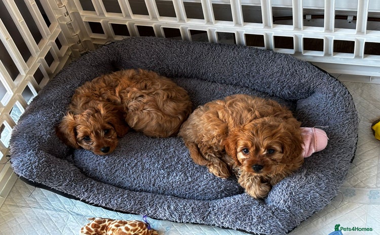 Cavapoo dogs - Advert 13