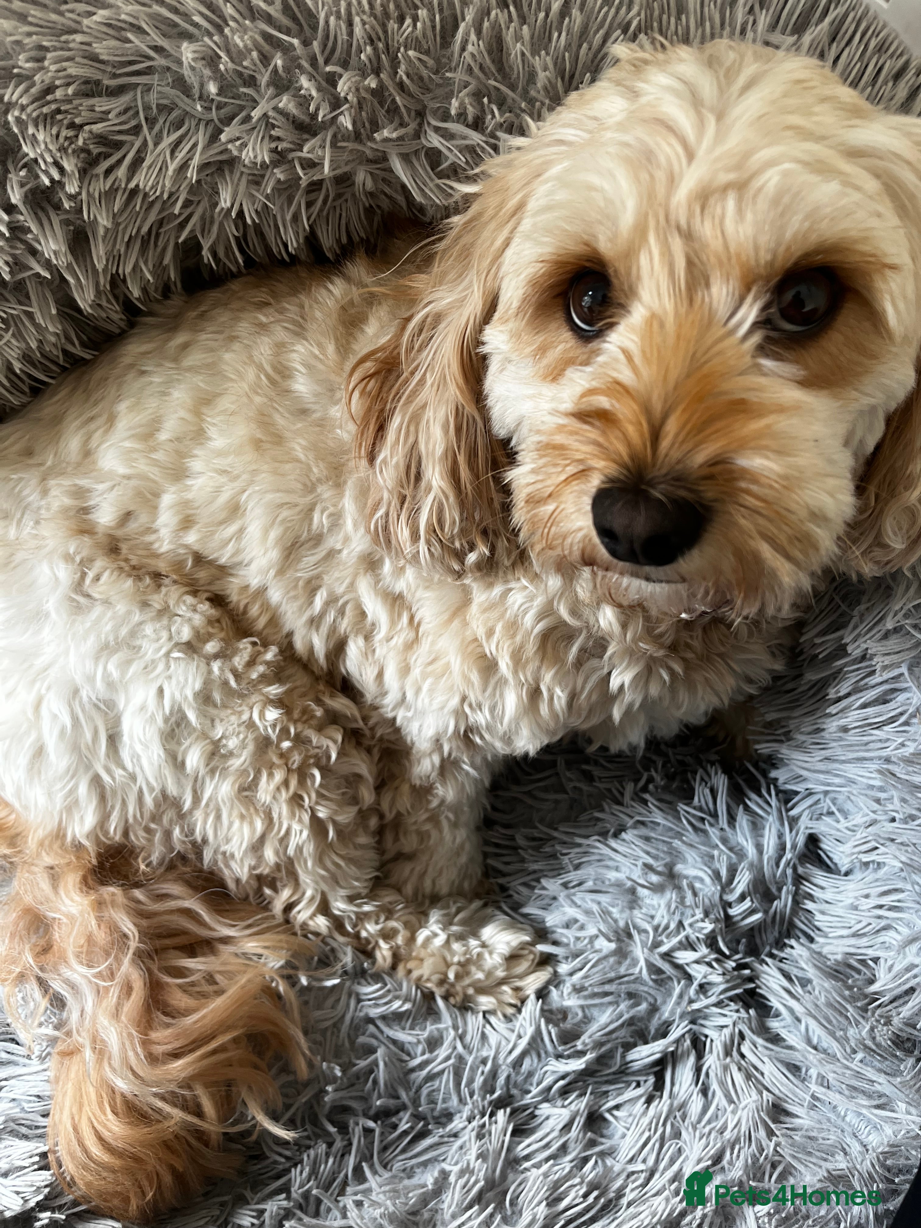 Cavapoo dogs Cavapoo Adult Female (5 years) - Advert 1
