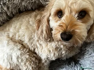 Cavapoo dogs Cavapoo Adult Female (5 years) - Advert 4