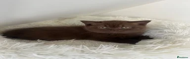 Chocolate female British Shorthair