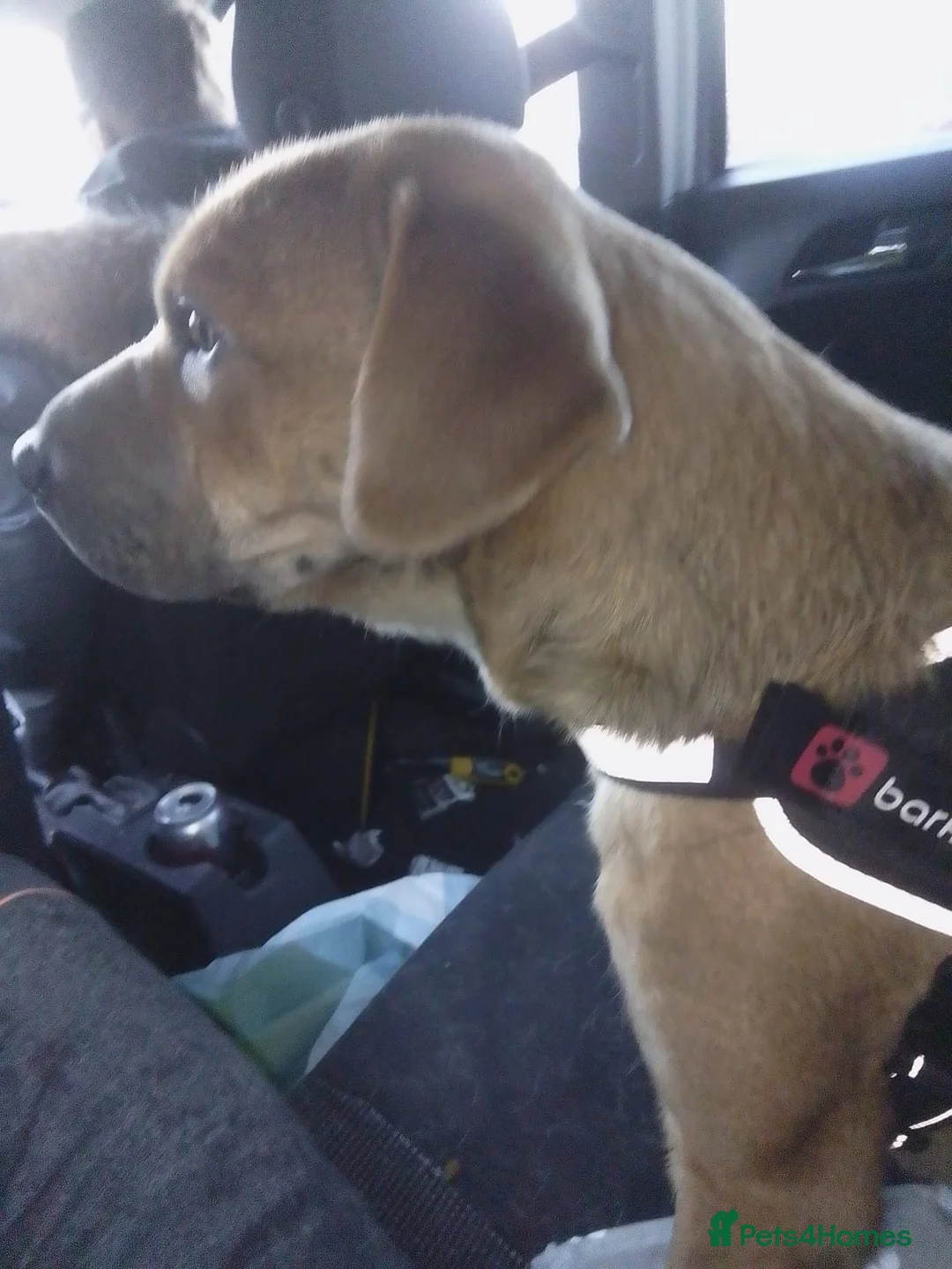 Mixed Breed dogs for sale: Rehoming for a friend  - Advert 4