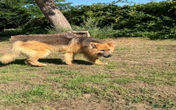 German Shepherd dogs for sale: ❤️KC health tested unique gsd babies 🩷 - Image 6