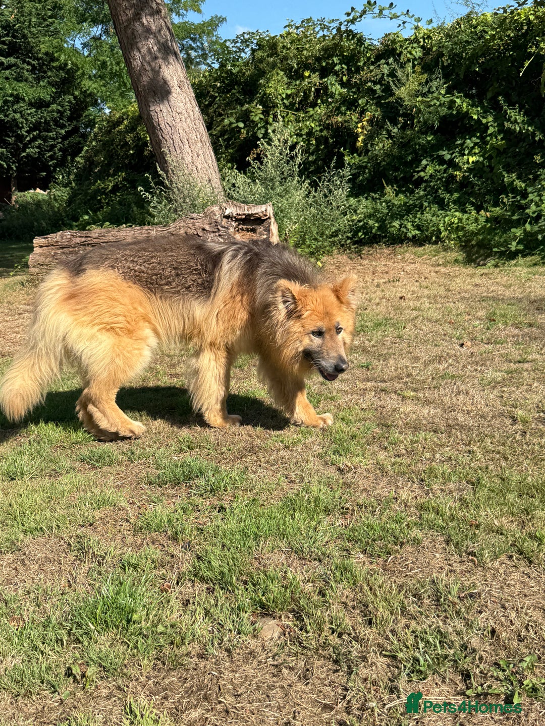 German Shepherd dogs for sale: ❤️KC health tested unique gsd babies 🩷 - Image 6