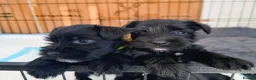 Miniature Schnauzer dogs for sale: Beautiful Black Miniature Schnauzer Puppies - Advert 7