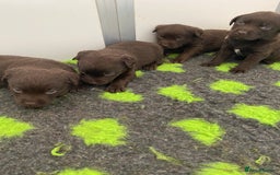 Labrador Retriever dogs for sale: Chocolate Labrador puppies  in Whitchurch - Image 10