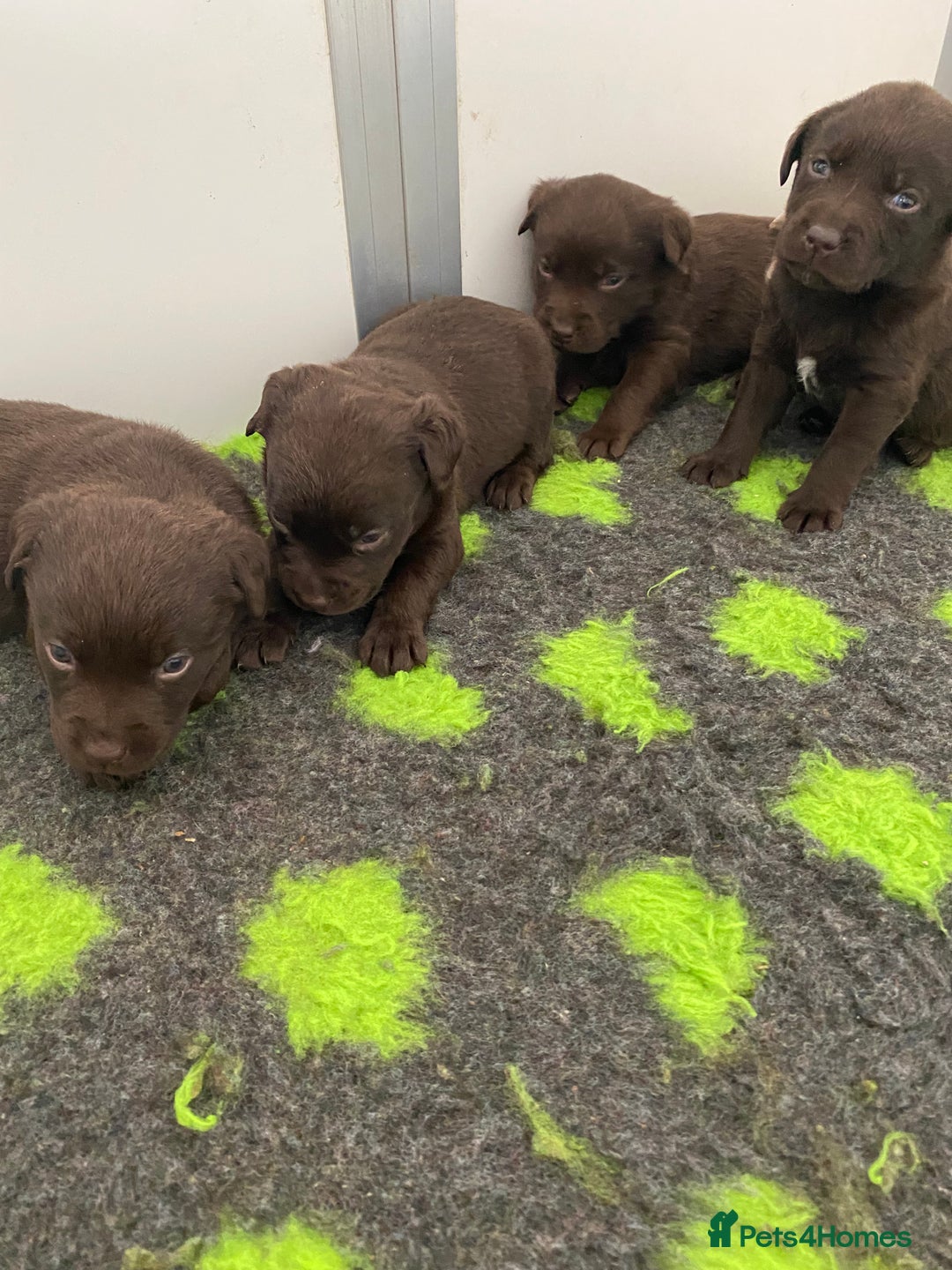 Labrador Retriever dogs for sale: Chocolate Labrador puppies  in Whitchurch - Image 10