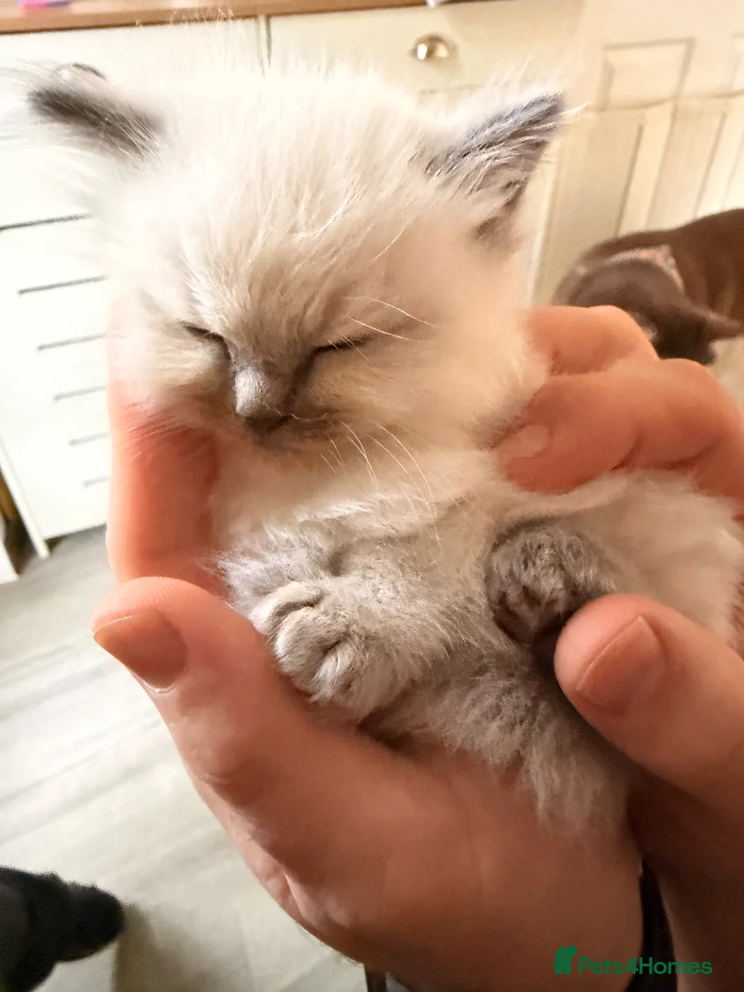 Ragdoll cats for sale: Ragdoll kittens in Peterborough - Advert 2