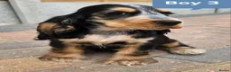 Cocker Spaniel dogs for sale: Ready to go 2 boys left show cocker spaniels - Advert 17