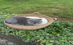 British Shorthair cats for sale: Romeo - Image 1