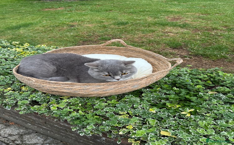 British Shorthair cats - Advert 9