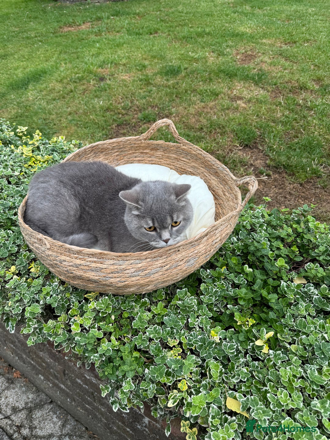 British Shorthair cats for sale: Romeo - Image 1
