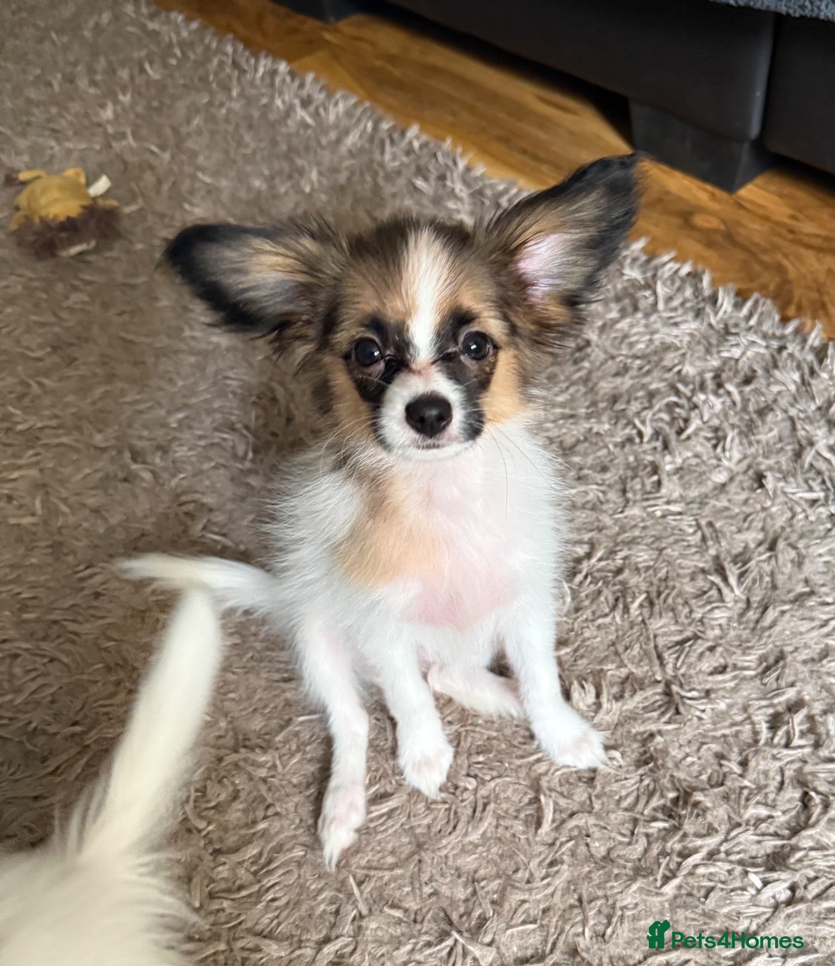 Papillon dogs Last Puppy - KC Registered Male Papillon for sale - Advert 5