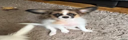 Papillon dogs for sale: Last Puppy - KC Registered Male Papillon for sale - Advert 1
