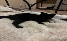 Mixed Breed cats for sale: 2 Beautiful moggys for sale  - Image 5
