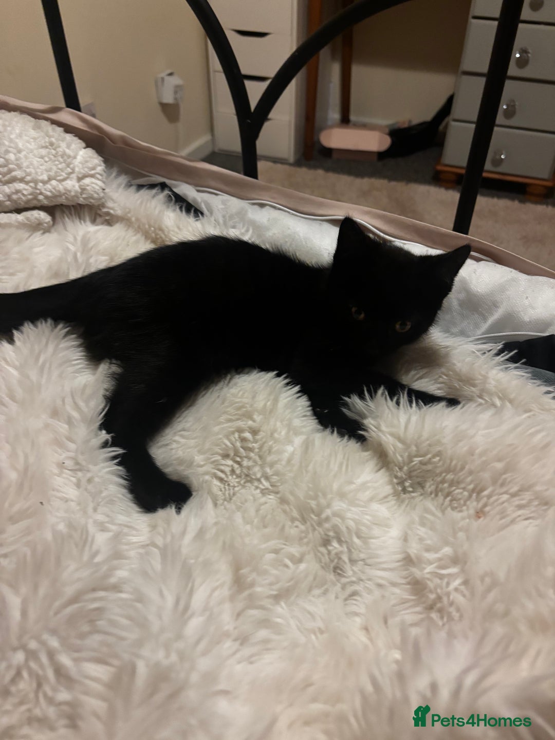 Mixed Breed cats for sale: 2 Beautiful moggys for sale  - Image 5