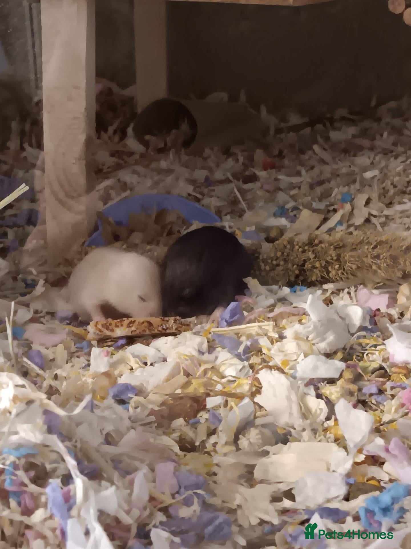 Hamster rodents Beautiful Syrian hamster babies - Advert 2