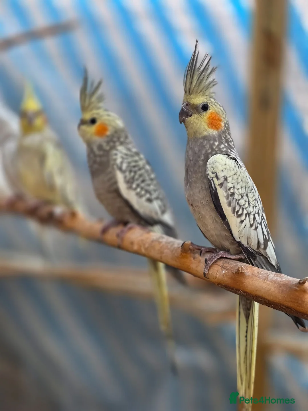 Cockatiels birds for sale: Beautiful cockatiels for sale - Advert 10