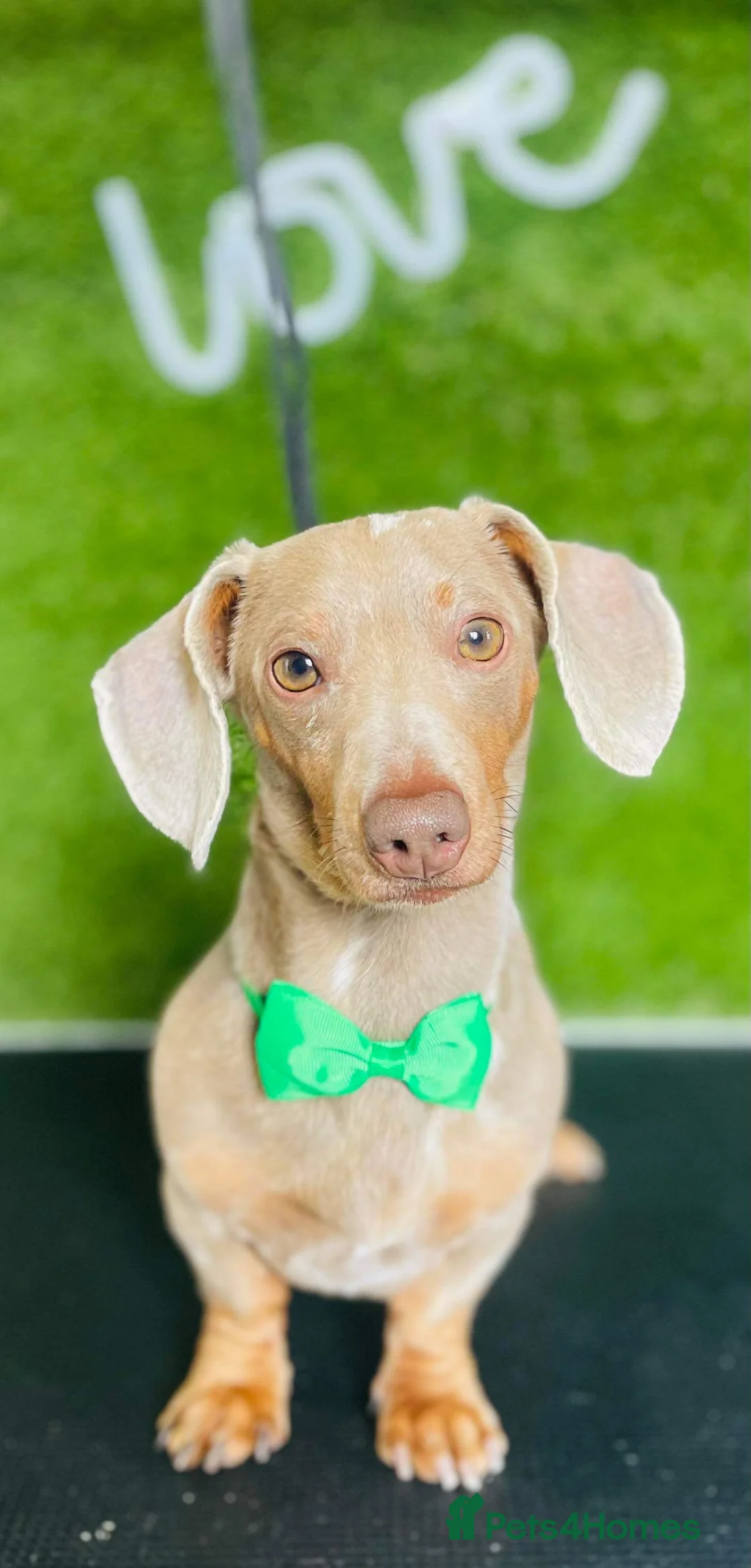 Miniature Dachshund dogs for stud: Tiny Miniature Dachshund Dapple for stud - Advert 2