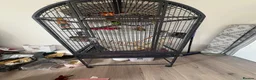 Parrots birds for sale: CAGE FOR SALE ONLY  in London - Advert 2