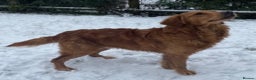 Golden Retriever dogs for stud: Dark Red Health Tested Proven Retriever Stud in Bewdley - Advert 2