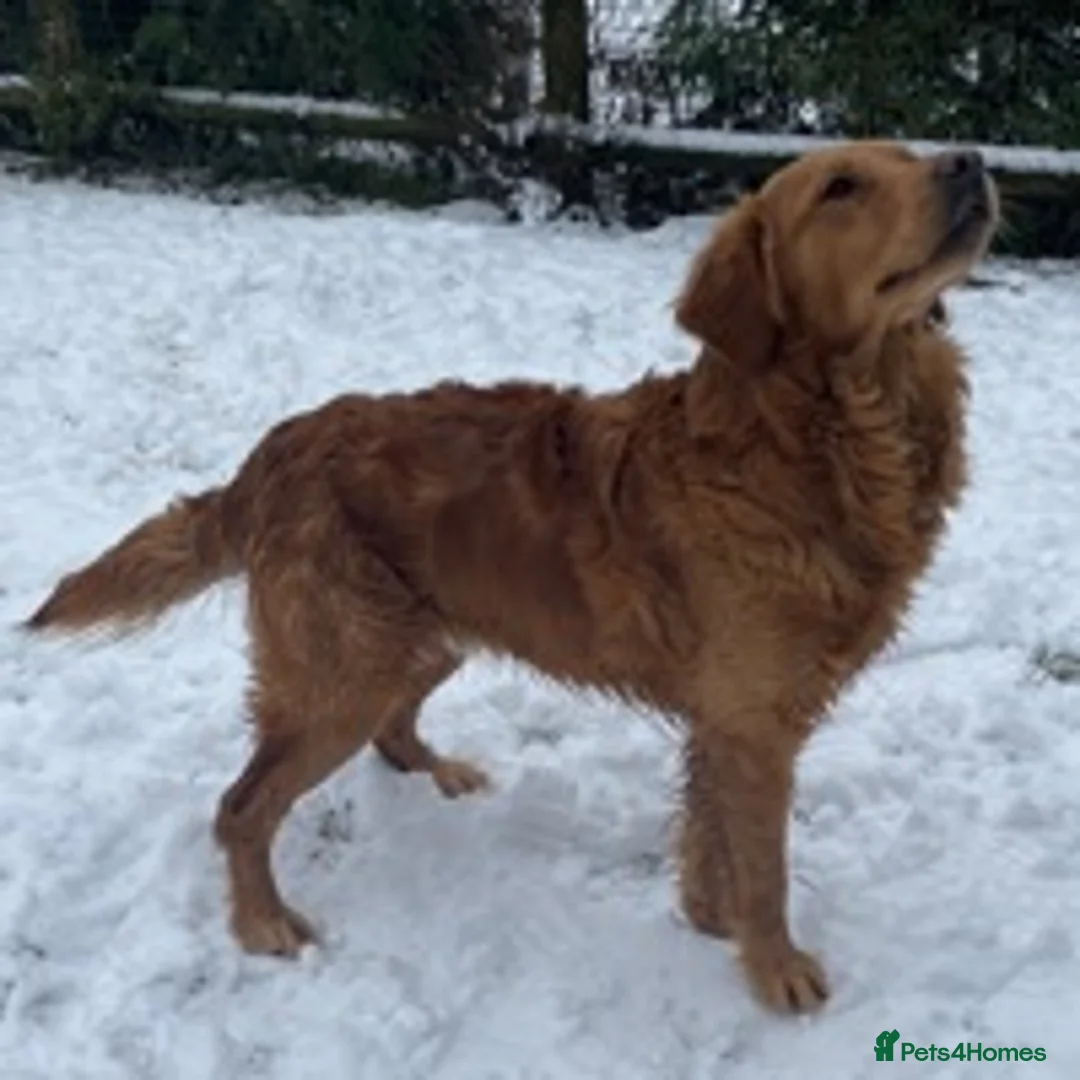 Golden Retriever dogs for stud: Dark Red Health Tested Proven Retriever Stud in Bewdley - Advert 2