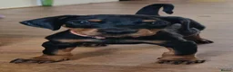 Dobermann dogs for sale: ⭐️⭐️⭐️⭐️⭐️ KC Reg Euro Dobermann male available.  - Advert 3