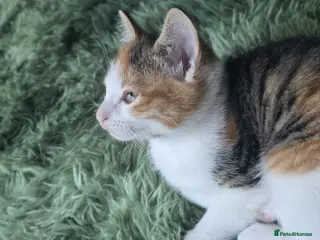 Mixed Breed cats Girl carlico kitten for sale - Advert 1