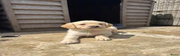 Labradoodle dogs for sale: F1 labradoodle pup. Parents health tested & KC reg - Advert 4