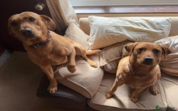 Labrador Retriever dogs for sale: Fox red KC reg labrador puppies - Image 11
