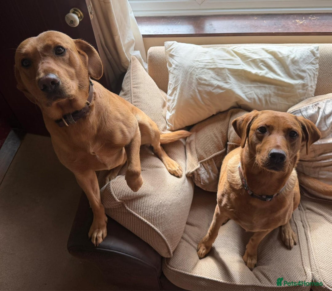 Labrador Retriever dogs for sale: Fox red KC reg labrador puppies - Image 11