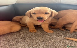 Labrador Retriever dogs for sale: Stunning KC Red Labrador puppies - Image 3