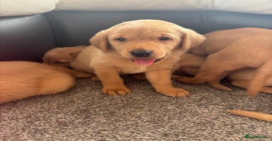 Labrador Retriever dogs - Advert 4