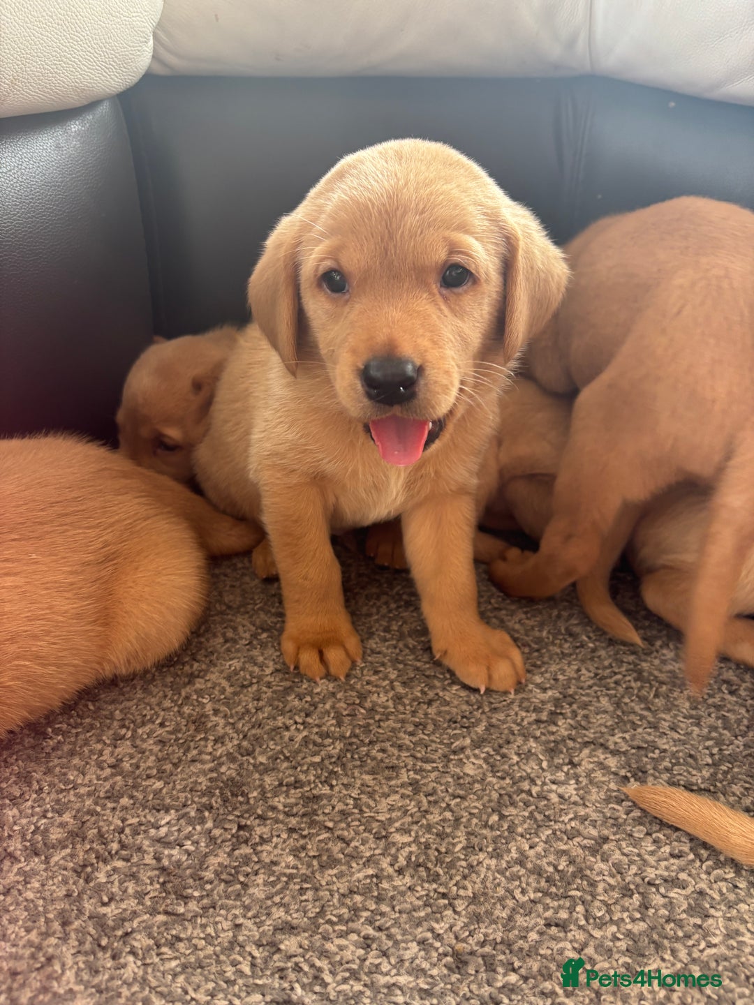 Labrador Retriever dogs for sale: Stunning KC Red Labrador puppies - Image 3