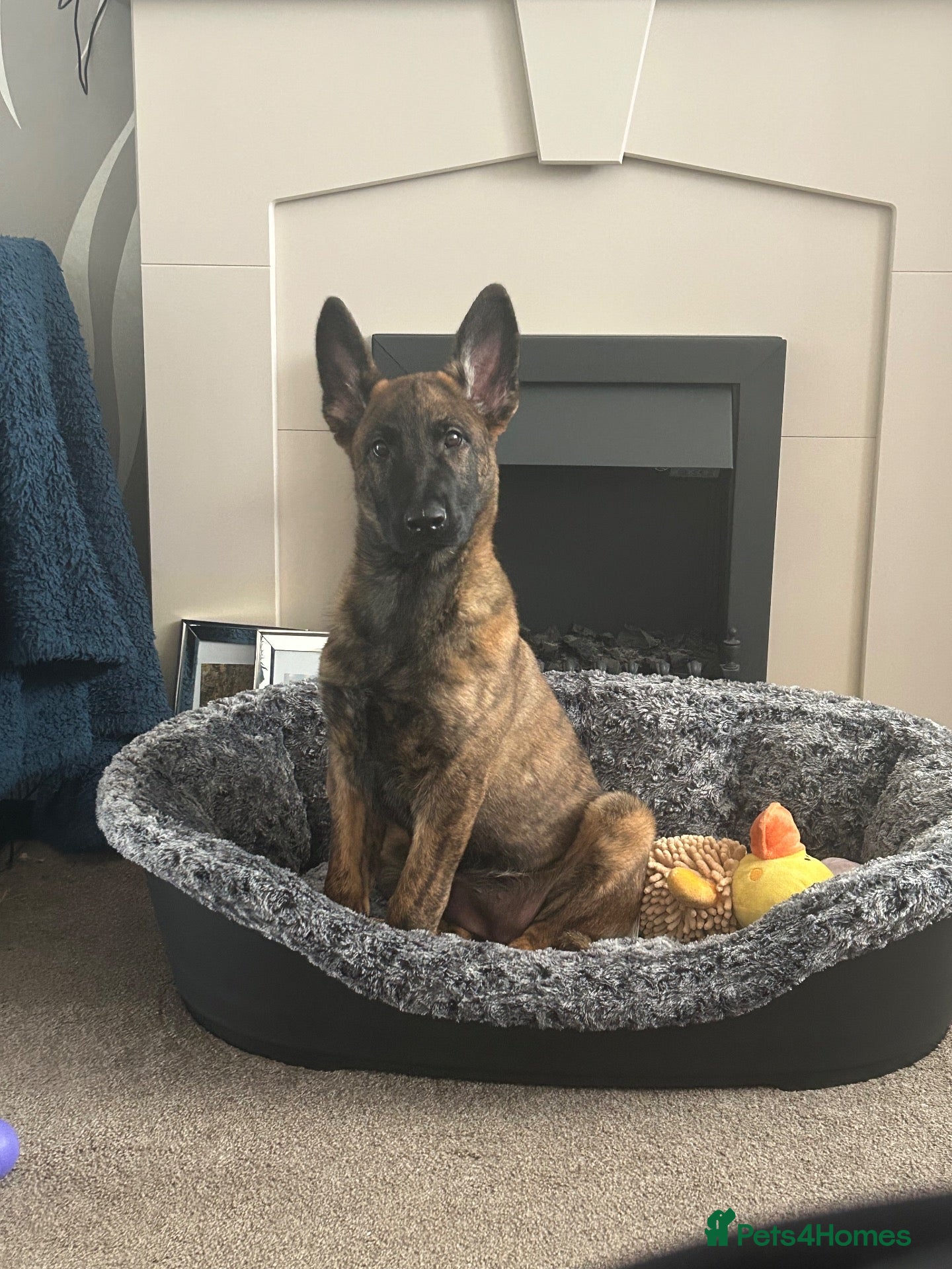 Mixed Breed dogs Dutch herder X GSD - Advert 9