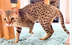 Savannah cats for sale: F3 girls  - Image 14