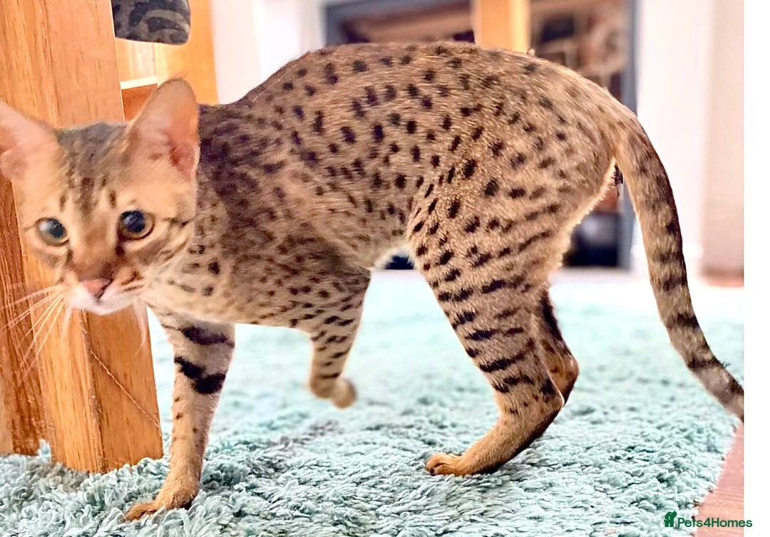 Savannah cats for sale: F3 girls  - Image 14
