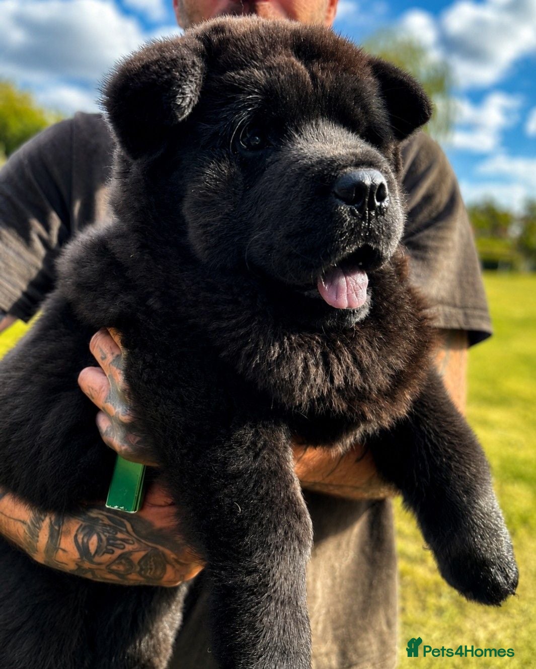 Chow Chow dogs Black smooth chow chow - Advert 8