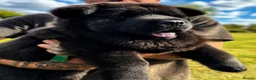 Chow Chow dogs for sale: Black smooth chow chow girl  - Advert 1