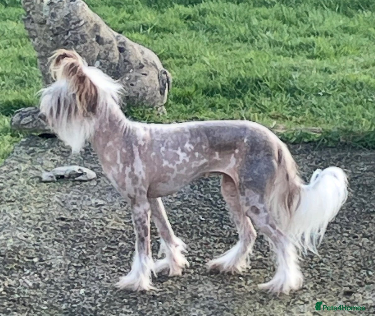 Mixed Breed dogs Chichi x mini wirehaired dachshund dna health test - Advert 2